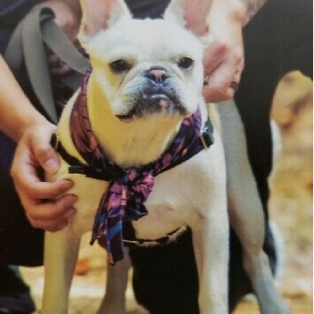 Lime green Cooling Towel for neck and head